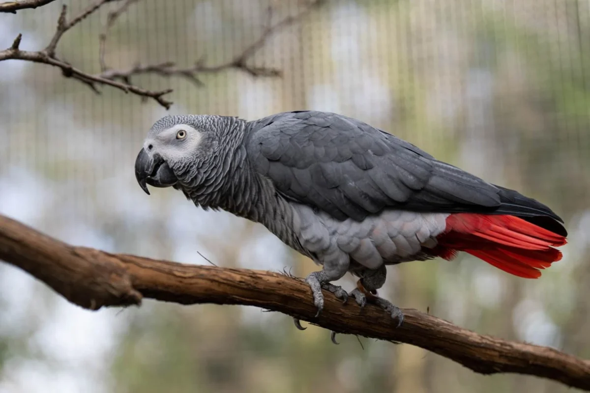 African Grey Parrot