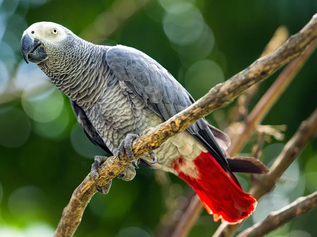African Grey Parrot Age Expectancy
