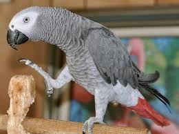 African Grey Parrot Breeders