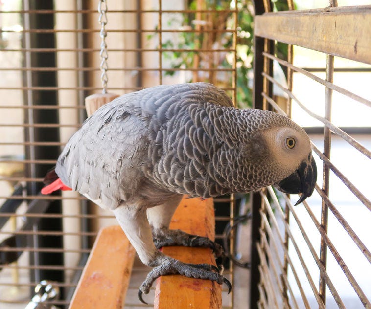 African Grey Parrot Cage