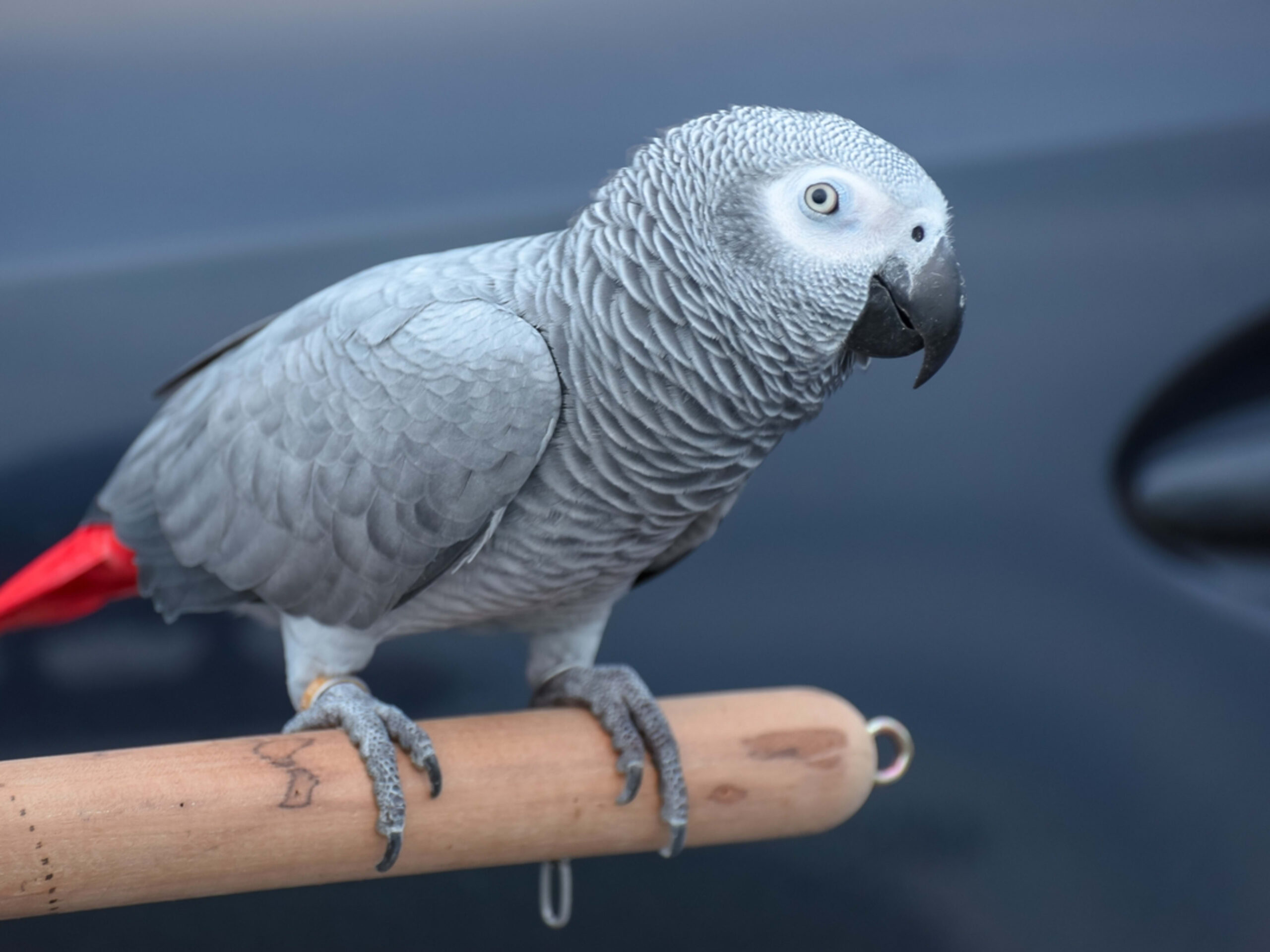 African Grey Parrot Calls