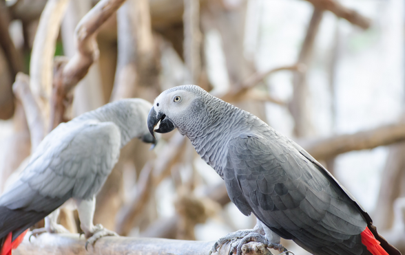 African Grey Parrot Diet And Nutrition