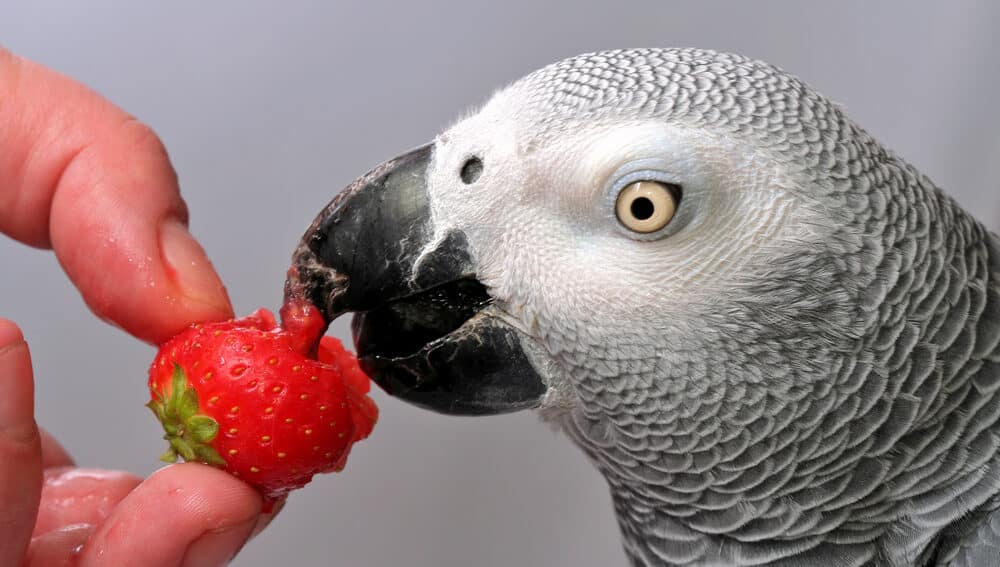 African Grey Parrot Diet
