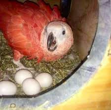 African Grey Parrot Eggs For Sale
