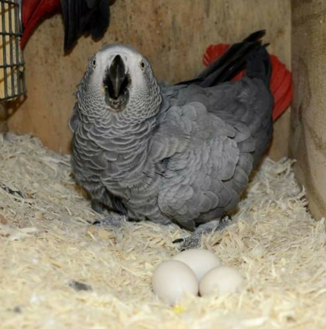 African Grey Parrot Eggs