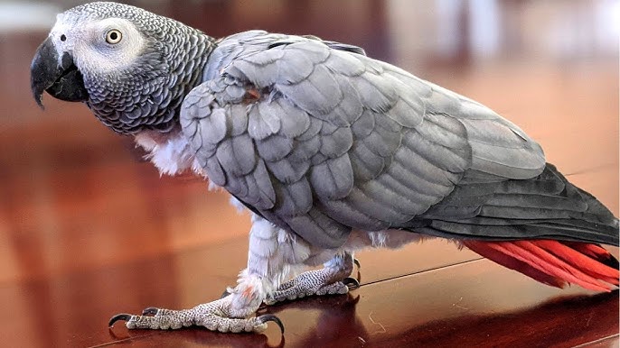 African Grey Parrot For Adoption