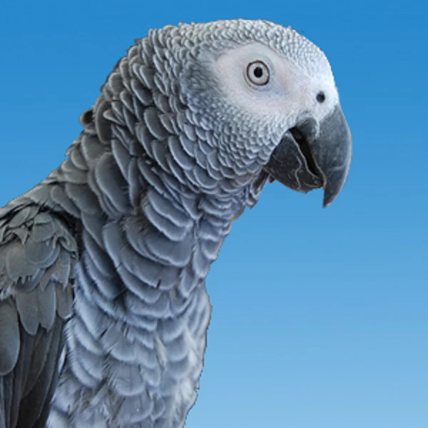 African Grey Parrot For Sale
