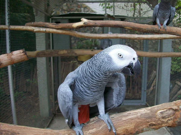 African Grey Parrot In Cage