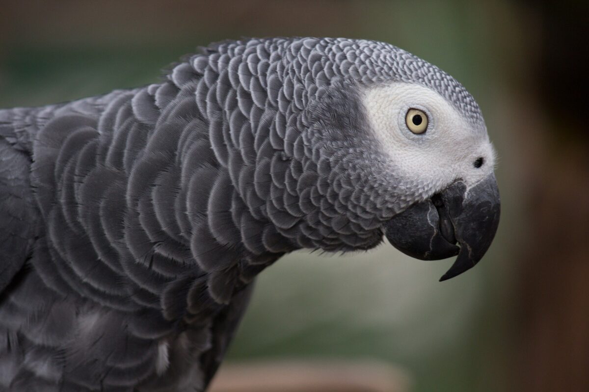 African Grey Parrot Intelligence