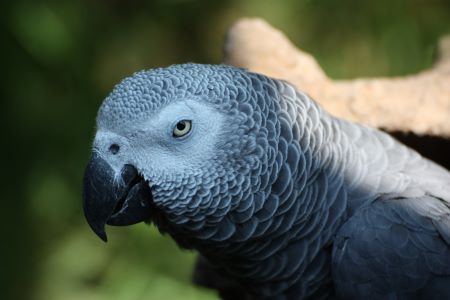 African Grey Parrot Life Expectancy