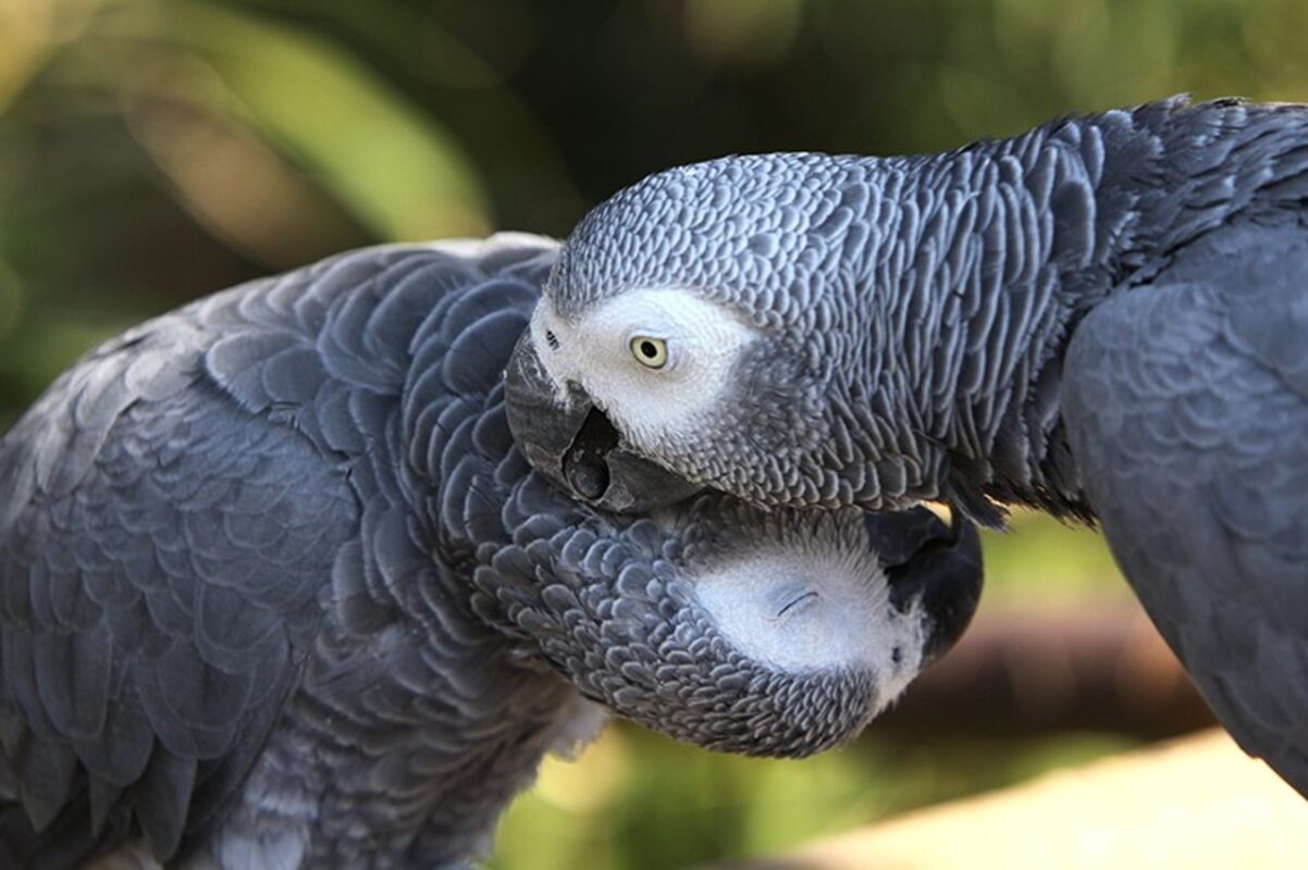 African Grey Parrot Lifespan