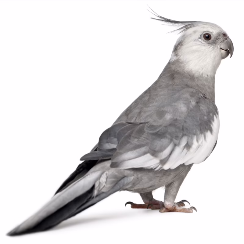 African Grey Parrot Petco