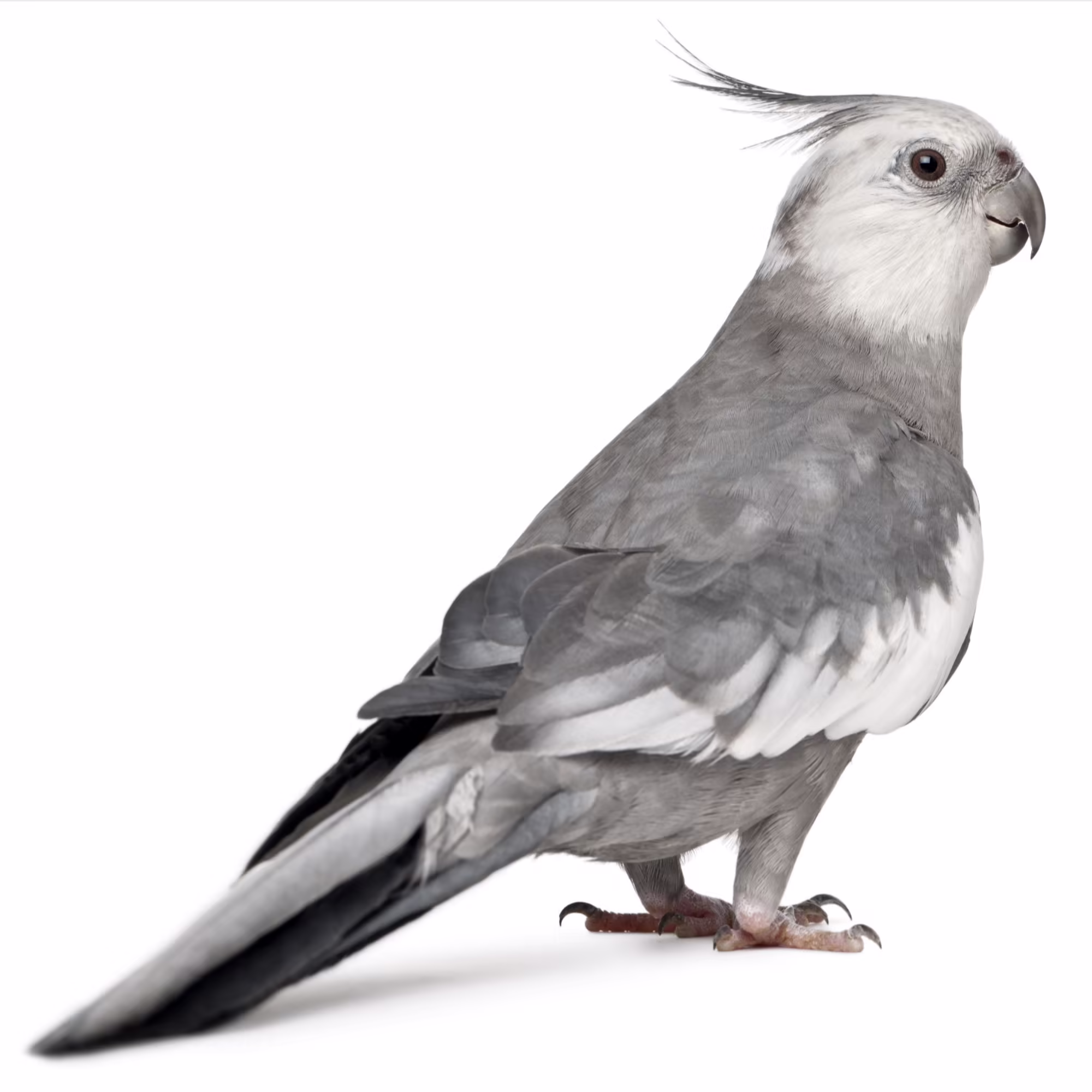 African Grey Parrot Petco