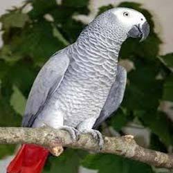 African Grey Parrot Price