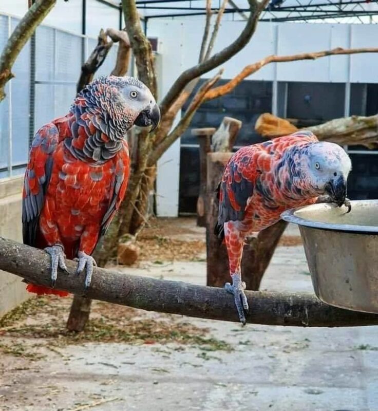 African Grey Parrot Red Factor