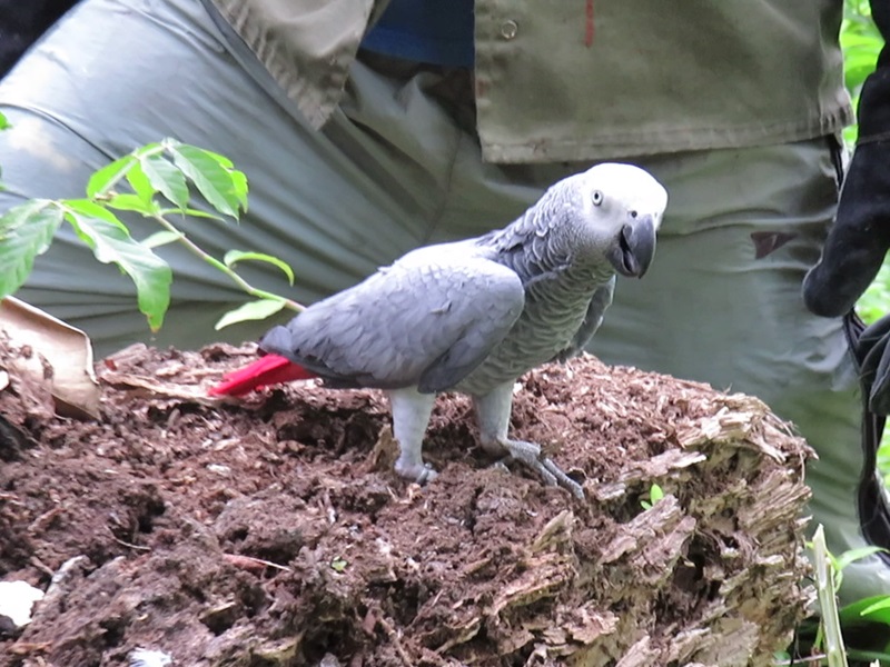 African Grey Parrot Rescue