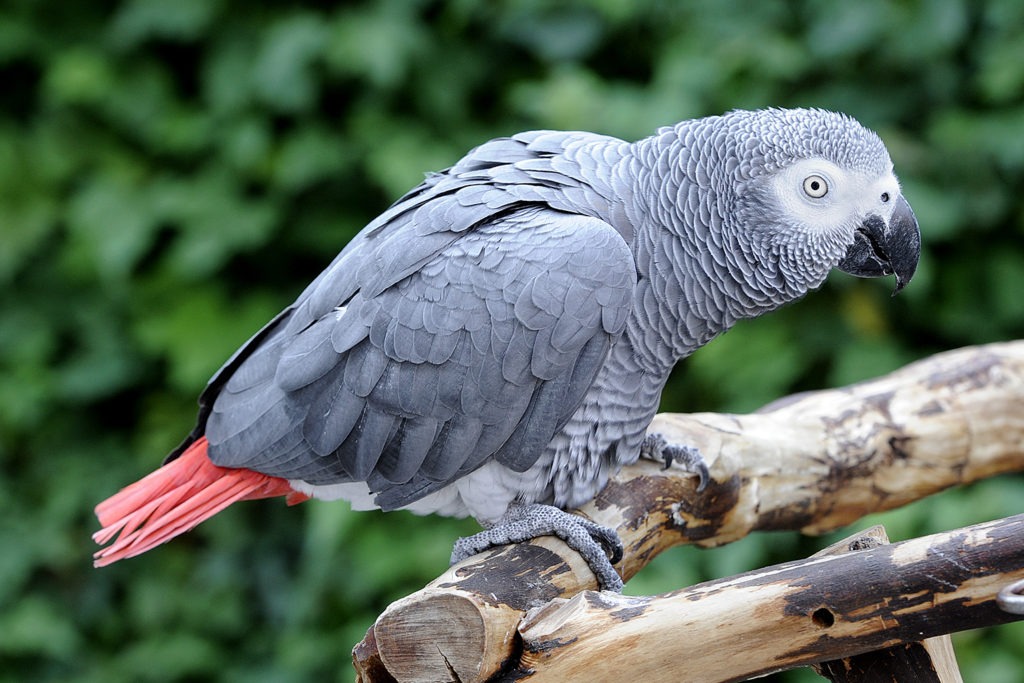 African Grey Parrot Size