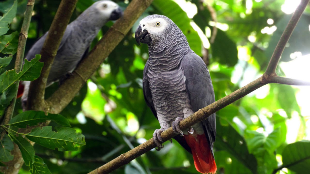 African Grey Parrot Sounds