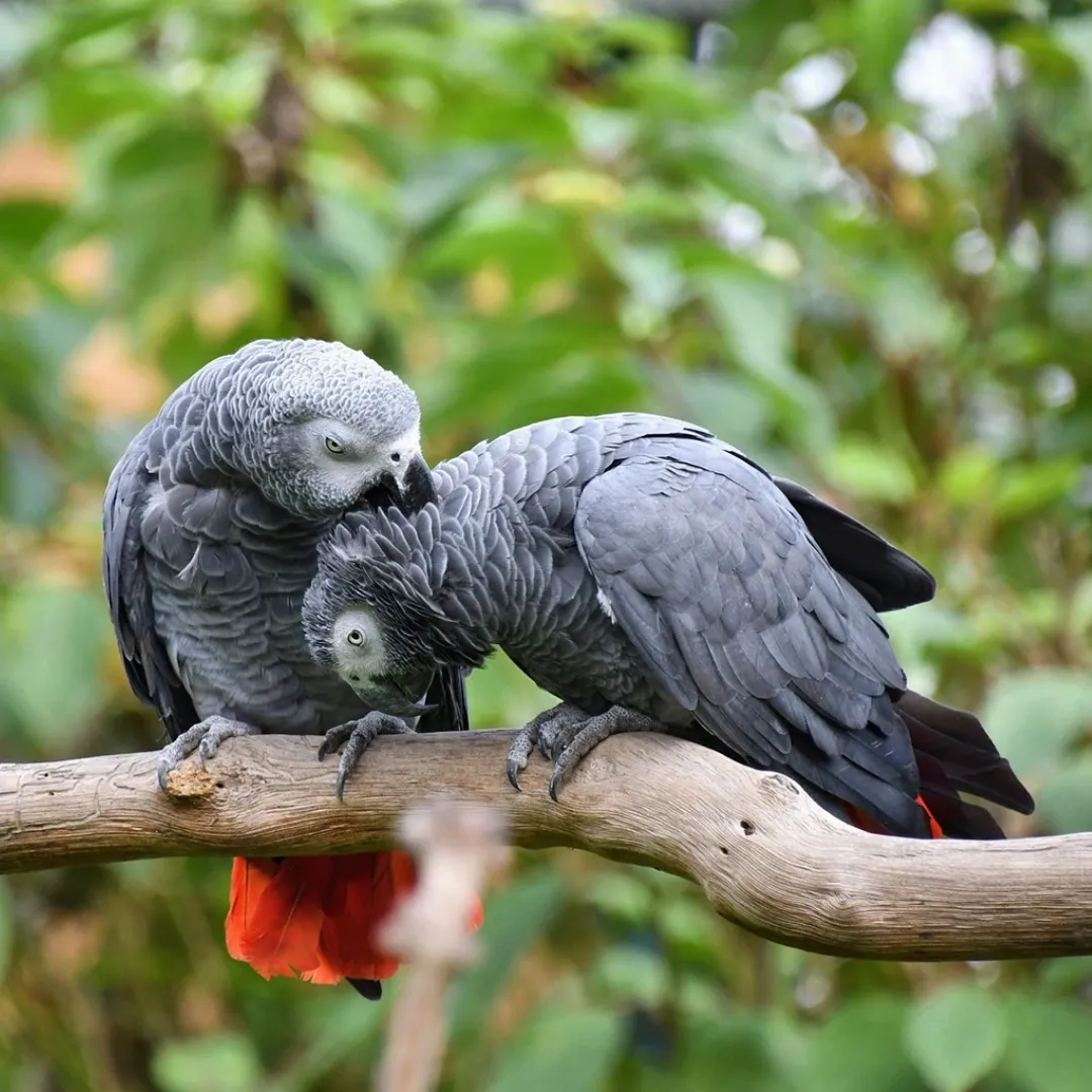 African Grey Parrot To Buy
