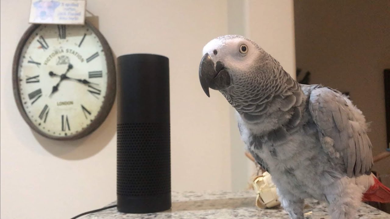 African Grey Parrot Videos