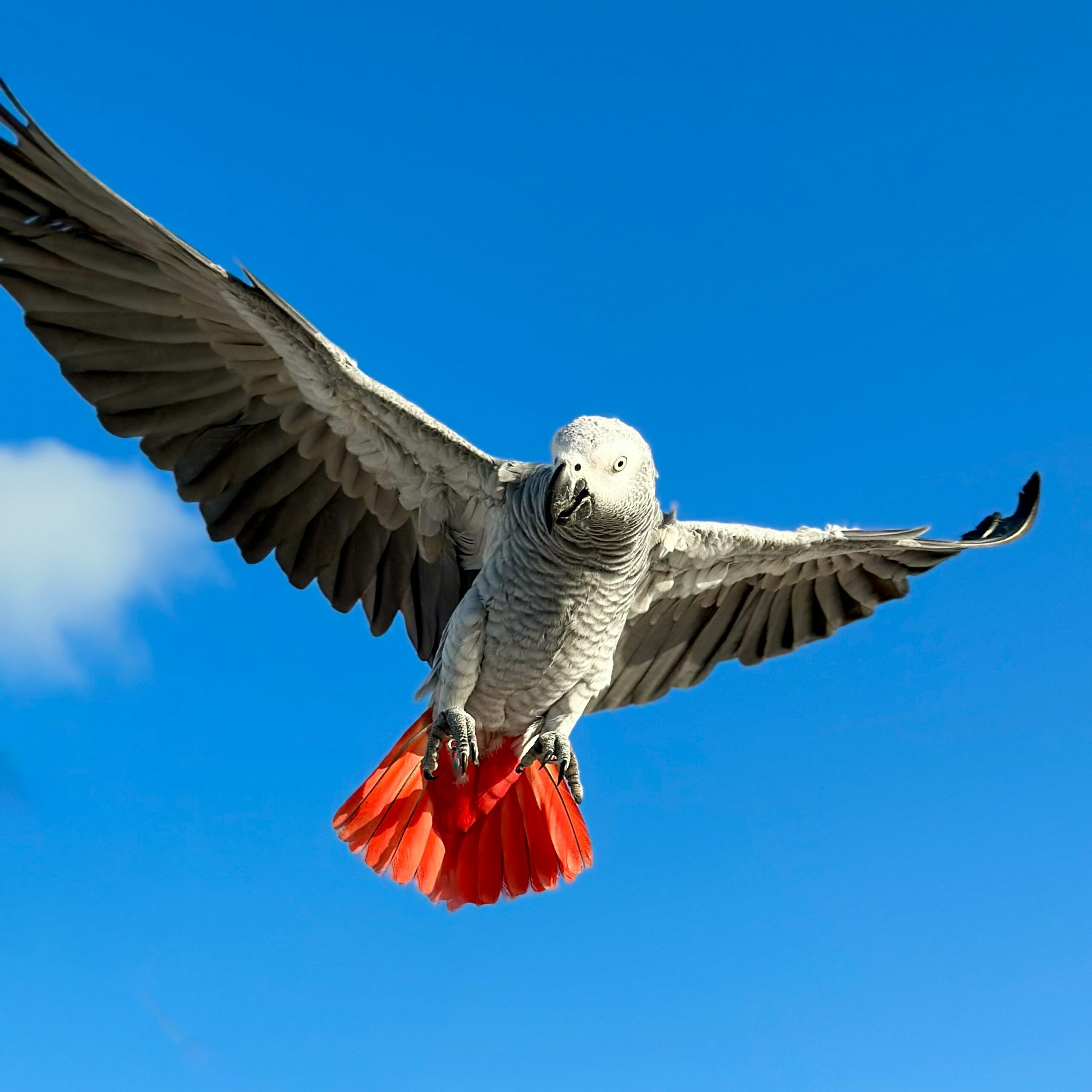 African Grey Parrot Wallpaper