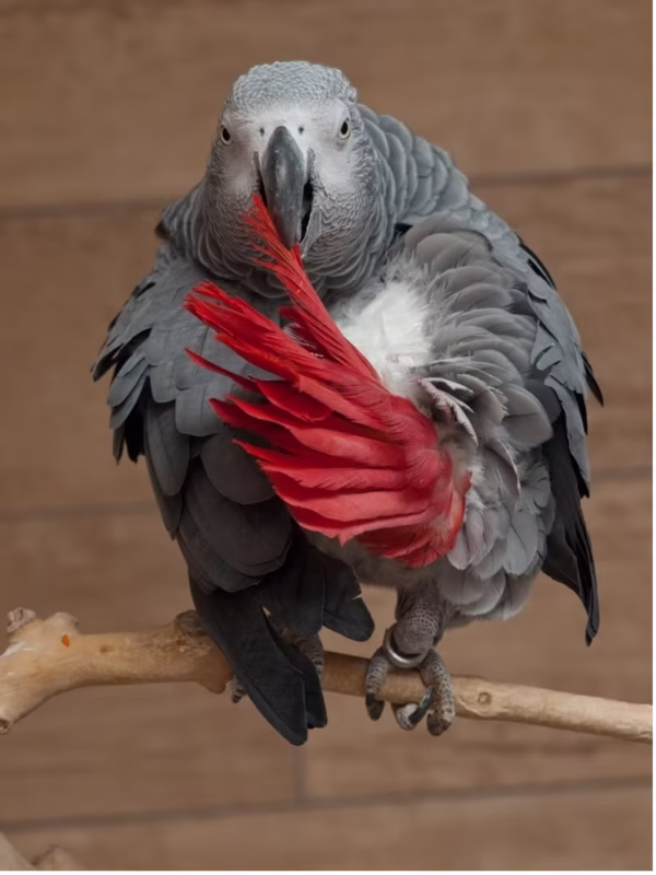African Grey Parrot With Red Tail
