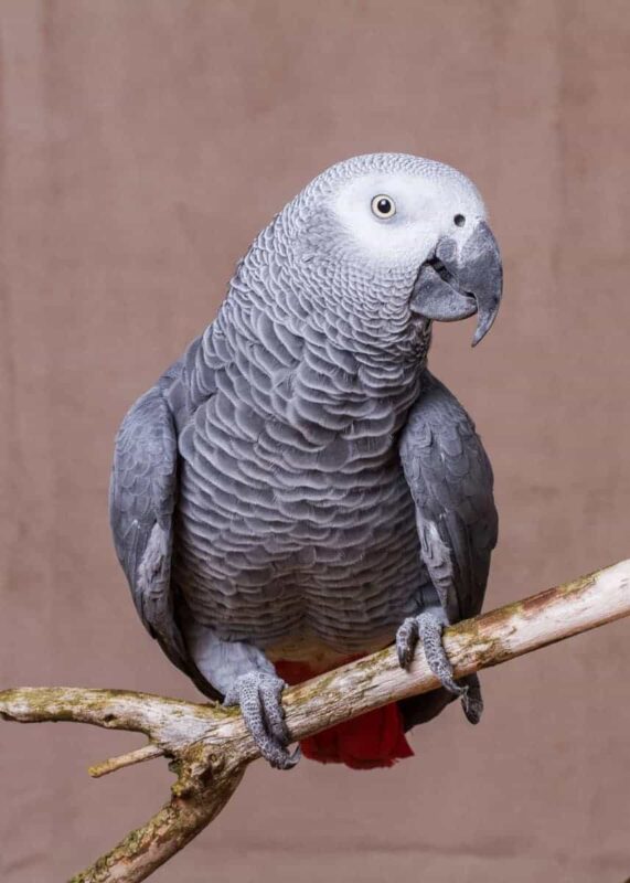 African Grey Parrots