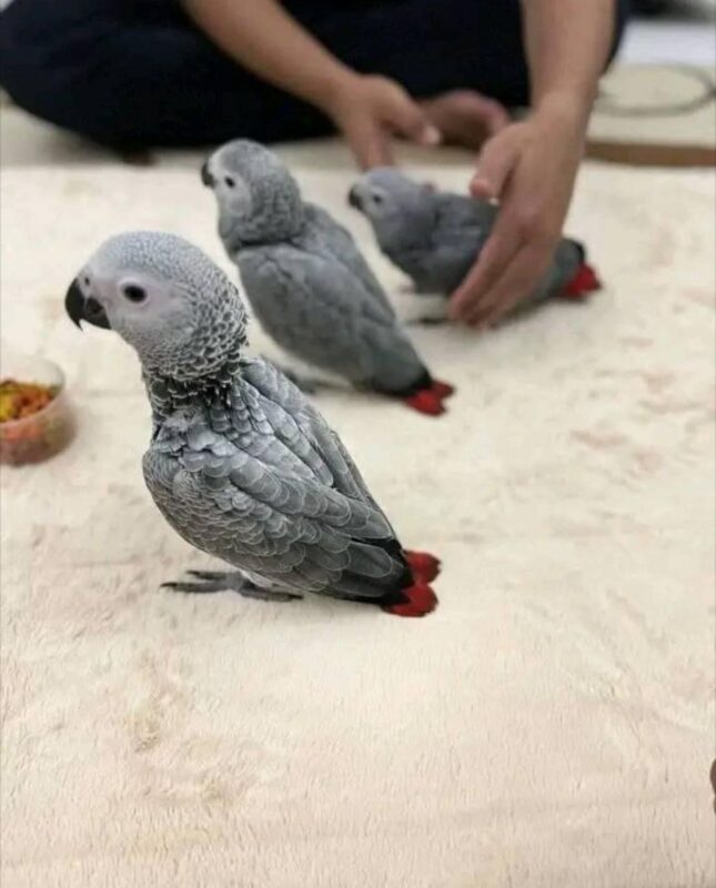 African Grey Parrots For Sale