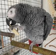African Grey Parrots For Sale Near Me