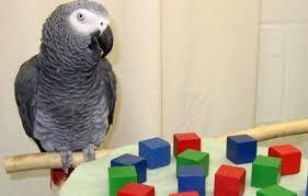 Alex Grey African Parrot