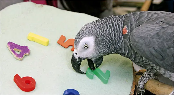 Alex The African Grey Parrot