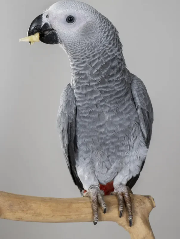 Baby African Grey Parrot For Sale