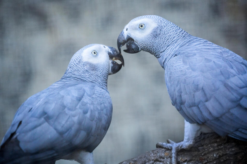Blue African Grey Parrot