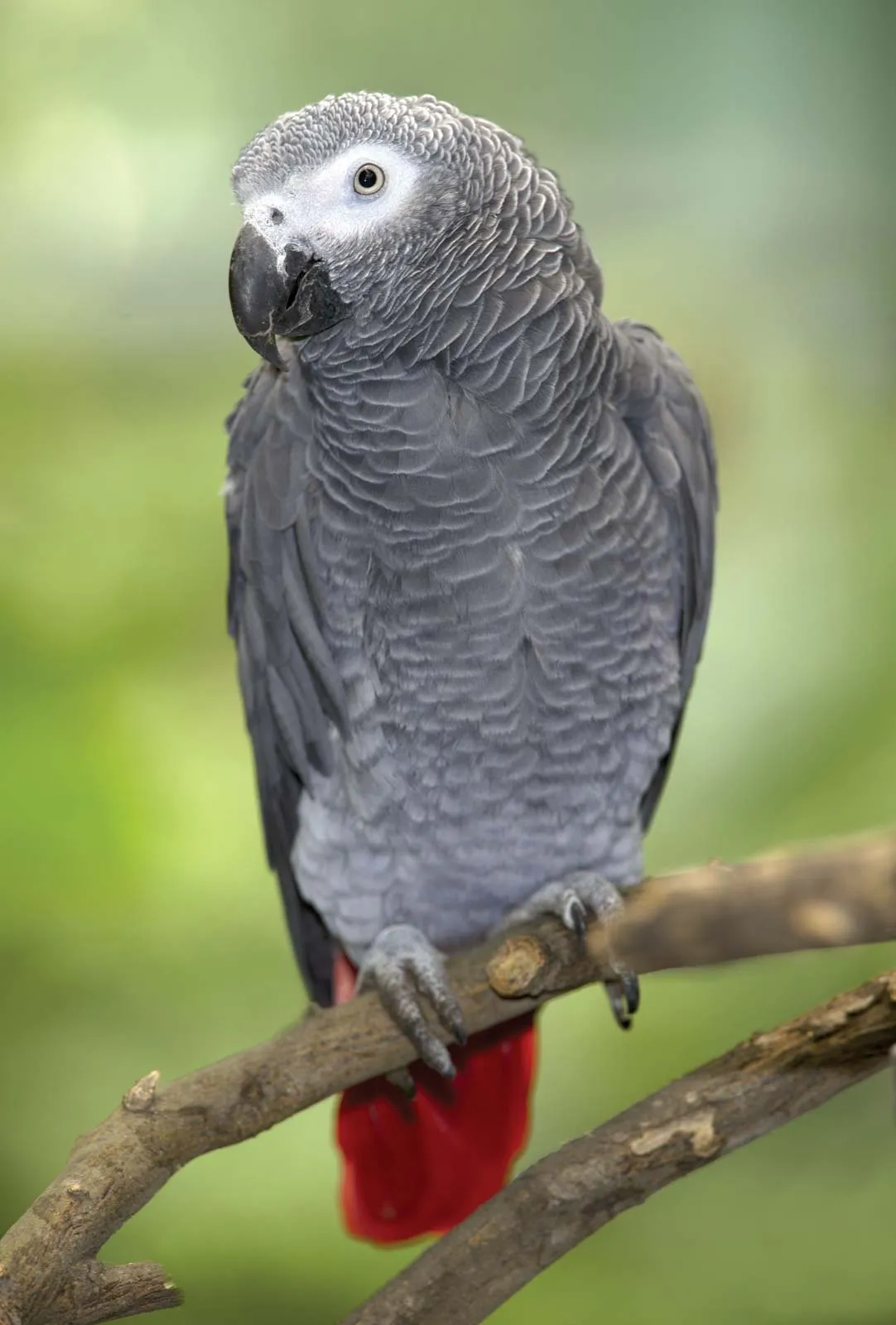 Congo African Grey Parrot