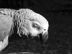 Einstein The African Grey Parrot