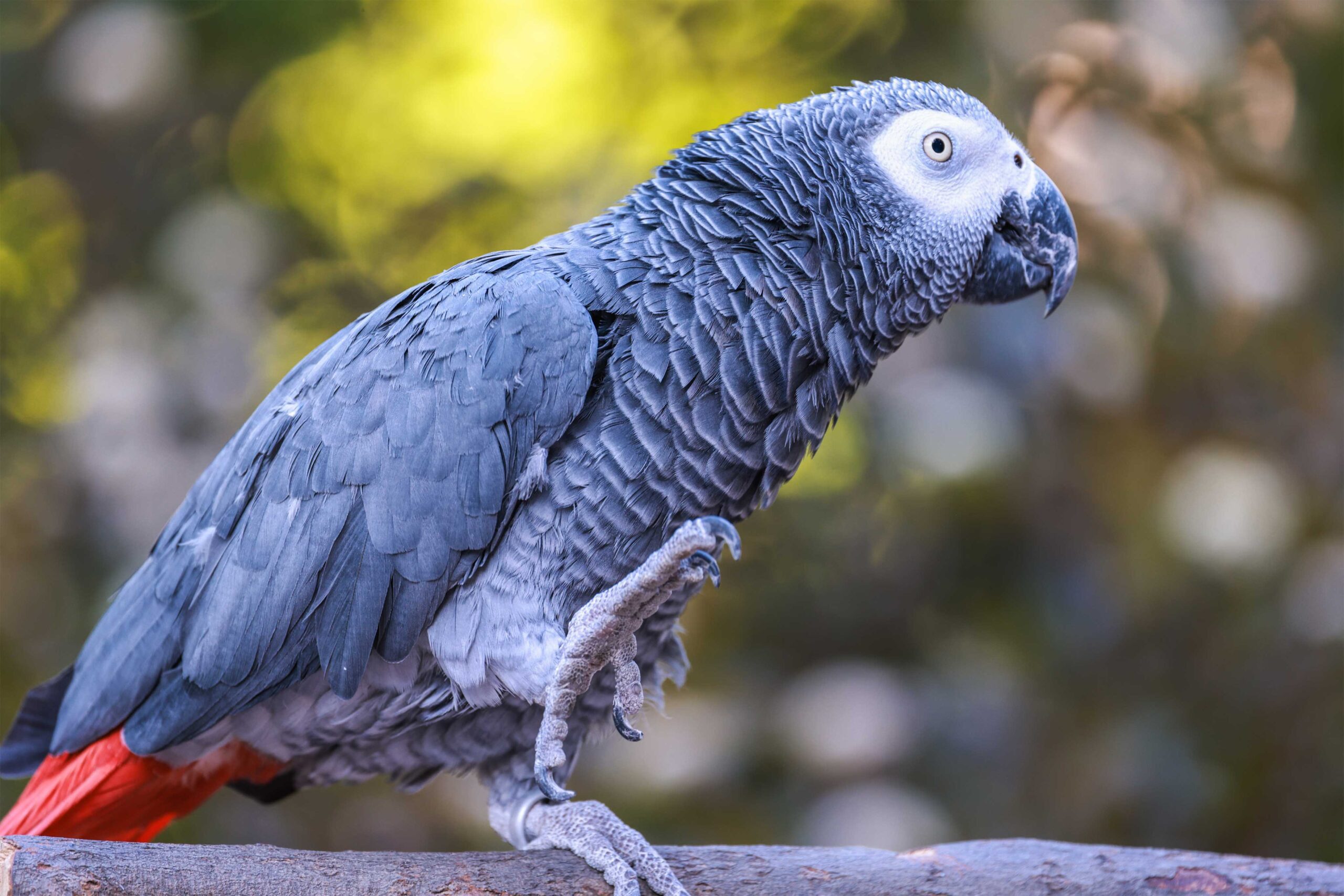 Grey African Parrot
