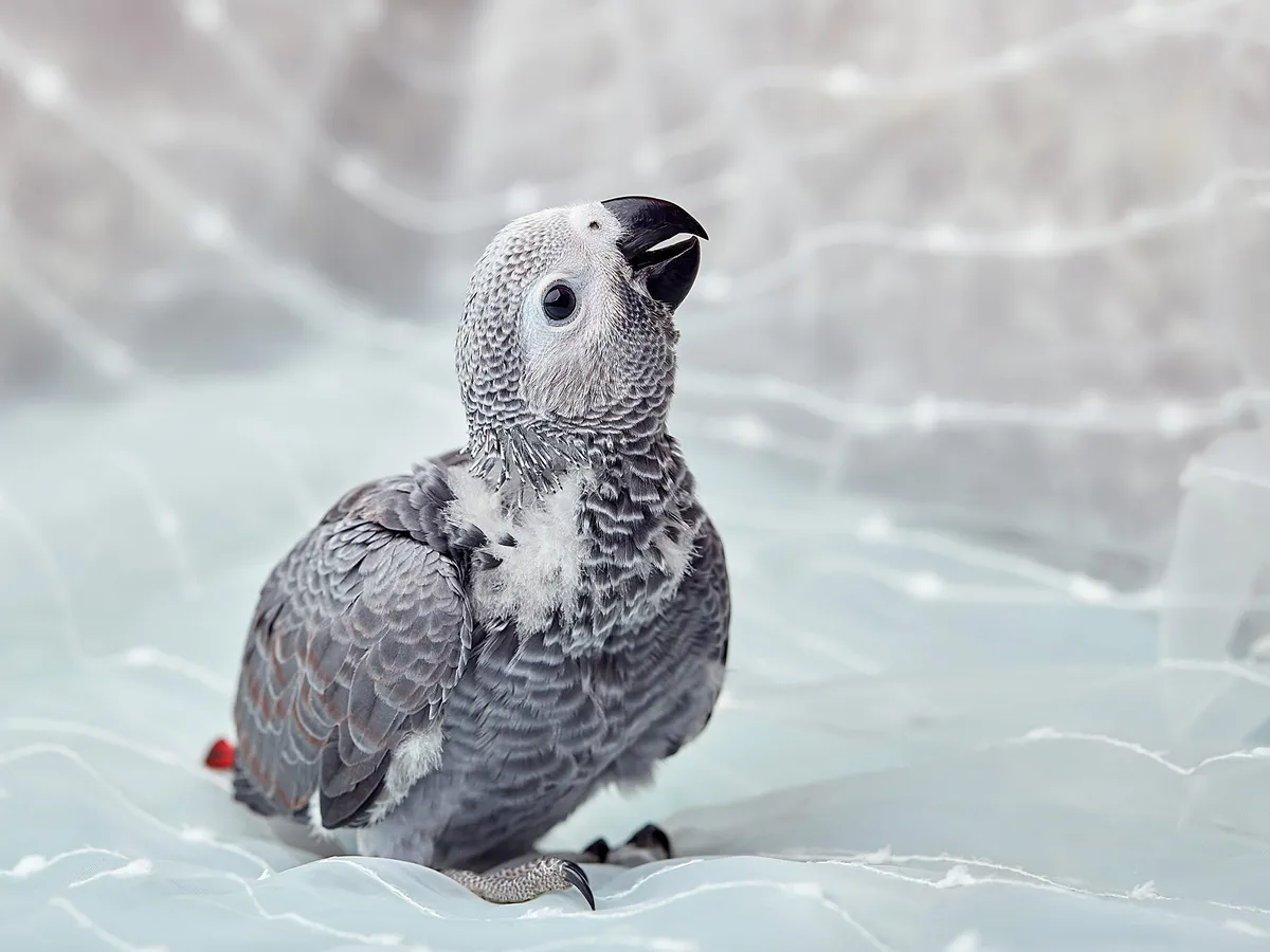 How Long Does The African Grey Parrot Live