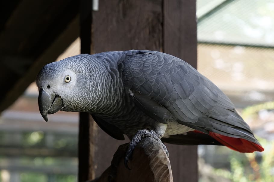 How Much Are African Grey Parrots