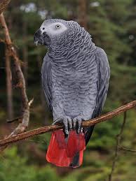 How Much Do African Grey Parrots Cost