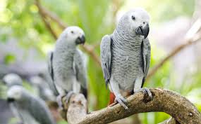 How Much Does An African Grey Parrot Cost
