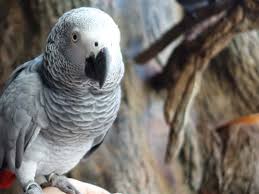 Intelligence Of African Grey Parrot