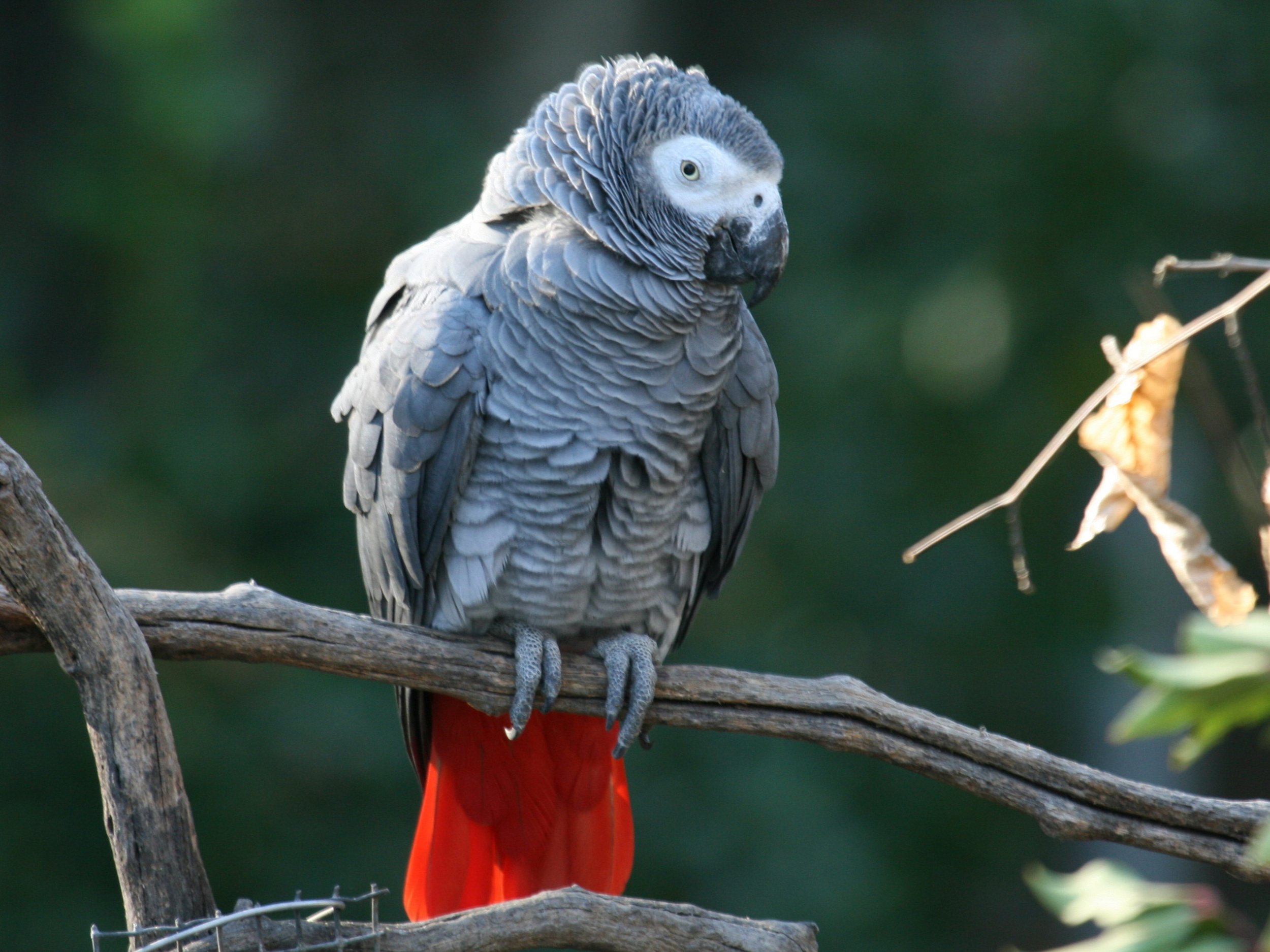 Lifespan African Grey Parrot