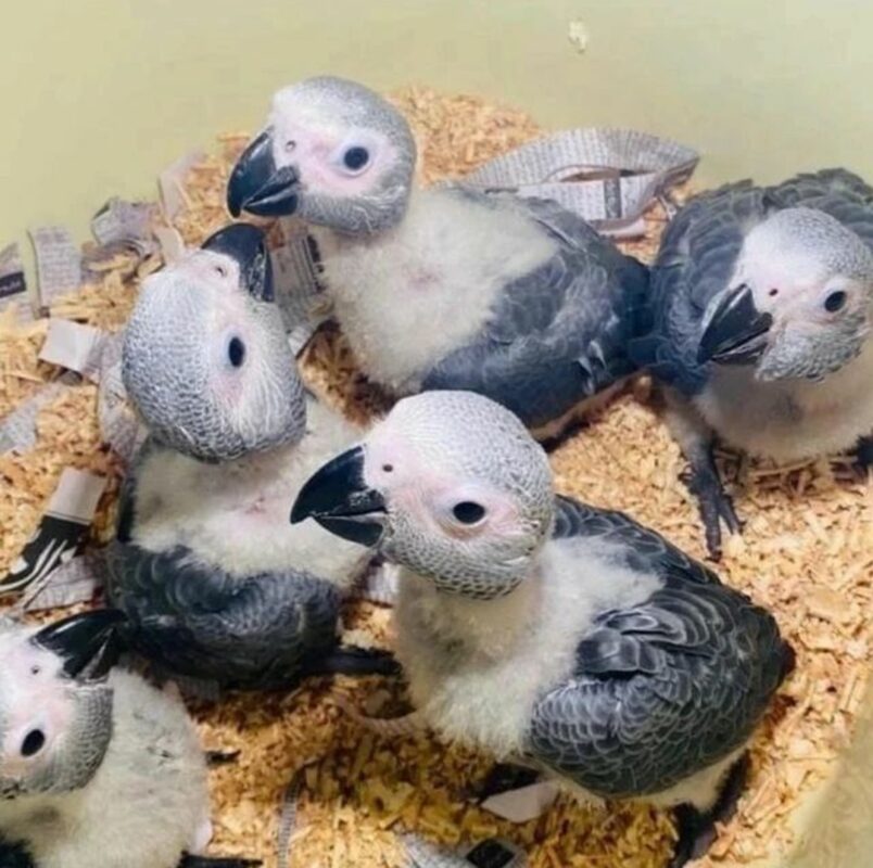 Newborn African Grey Parrot