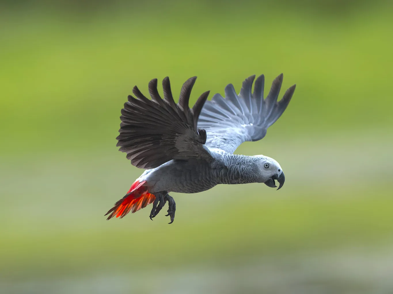 How Long Do Grey African Parrots Live