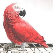 Red African Grey Parrot
