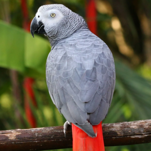 Sound Of African Grey Parrot