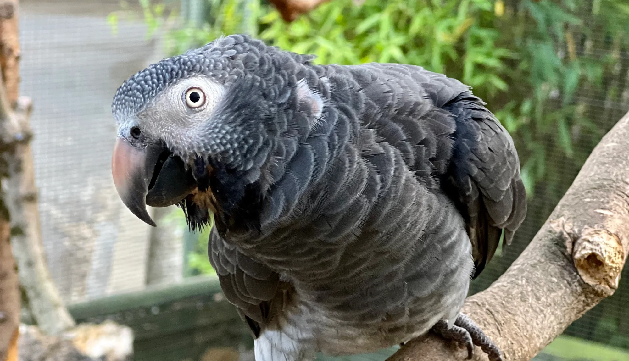 Timneh African Grey Parrot