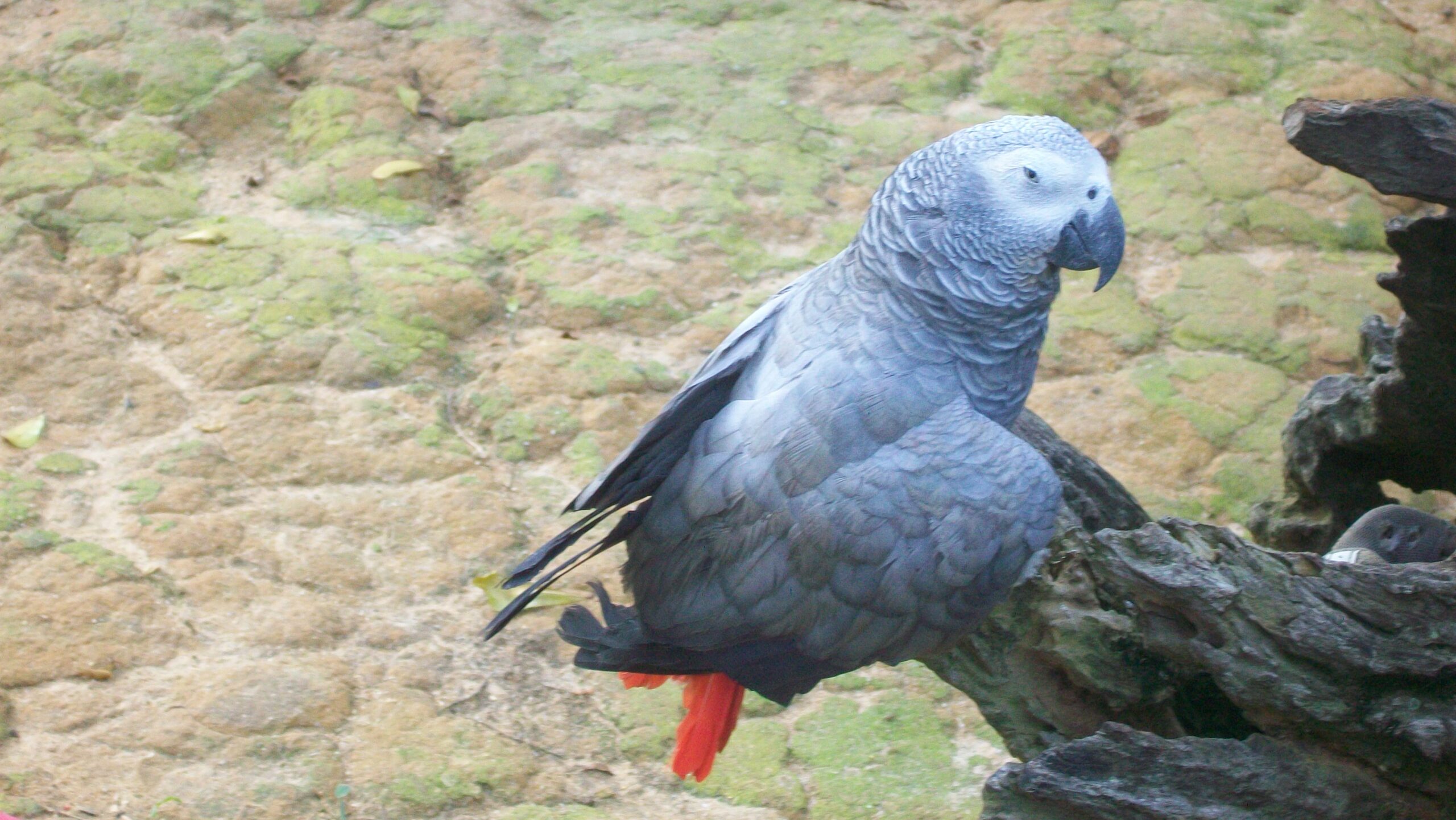 Types Of African Grey Parrots