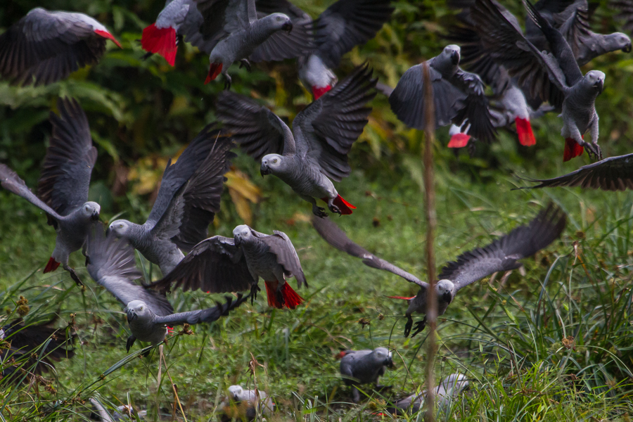 Wild African Grey Parrot