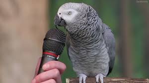 African Grey Parrot For Sale Houston
